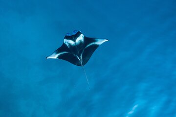 Manta Ray Snorkeling by Night in Kailua-Kona, Hawaii