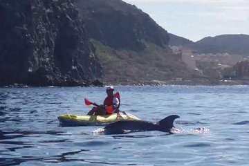 Kayaking ECOTOUR Adventure with dolphins and snorkelling with turtles