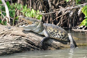 Croc's & Turtle Aquarium