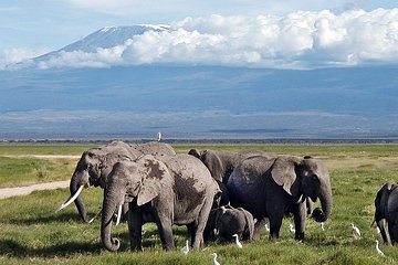 Amboseli National Park Day Tour 5.a.m Pick Up