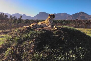 Winelands - Wine/Brandy, Cheetahs - Full Day Private Tour