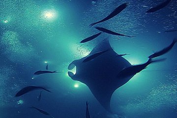 Manta Magic - Night Manta Ray Snorkel At Manta Village, Kona, Hawaii