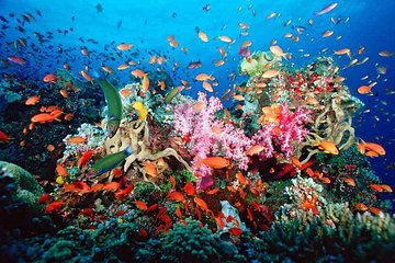 Snorkeling Adventure in Puerto Morelos Includes snack, Water and Round Trip.