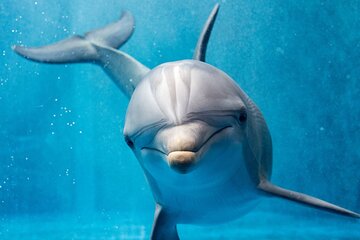 Full Day Dolphin house Royal Snorkeling Sea Trip, Water Sports, Lunch - Hurghada
