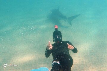Shark Snorkeling in Tel Aviv