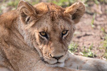 7 Days Mid Range Tanzania Wildlife Safari
