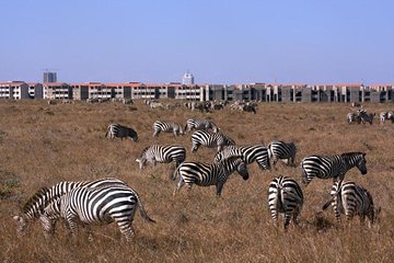 6.a.m to 12 noon TOUR NAIROBI PARK SAFARI/ ELEPHANT ORPHANAGE/GIRAFFE CENTRE