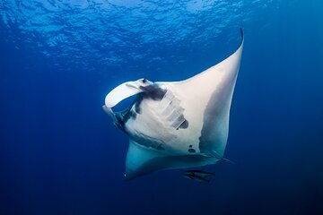 Sunset Cruise & Manta Night Snorkeling Charter