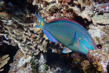 Drift Snorkel Adventure and Beach Break in Roatan