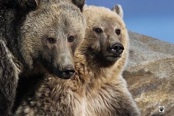 ALL INCLUSIVE!Yellowstone Open Air Tours Of Yellowstone National Park