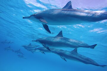 Swim With Dolphin in Dolphin House Satayeh Reef Snorkeling Sea Trip - Marsa Alam