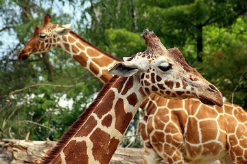 6.a.m -1p.m Nairobi national Park/elephant orphanage & Giraffe Centre
