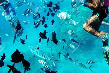 Giftun Island National Park Full-day Snorkeling Trip