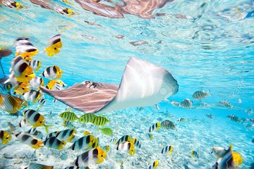 Half Day Group Snorkeling Tour include Sharks and Rays