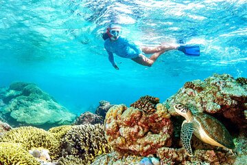 Half-day Snorkeling at Mnemba Coral Gardens Reef
