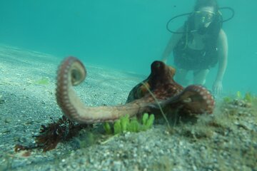 Private Scuba Lesson and Guided Tour One Day Course from Miami to Palm Beach