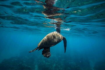 Breathtaking Hawaii Sunset Turtle Canon Snorkeling (Friday Firework) Cruise BYOB