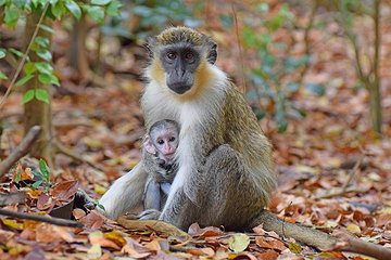Barbados Small-Group or Private Monkey Feeding Experience