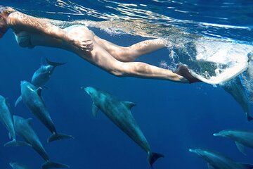 Snorkeling Tour to Dolphin House