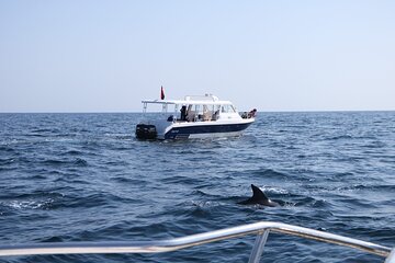 Snorkeling and Dolphin Sightseeing Group Experience