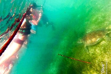 Snorkeling with Sea Turtles in Akumal Beach