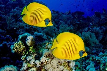Blue Lagoon Snorkeling; Starfish Adventure; The Rock; Paje Beach; Jozani Forest