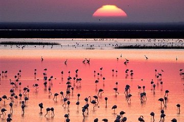 Donana National Park: 4x4 Guided Day Tour from Seville