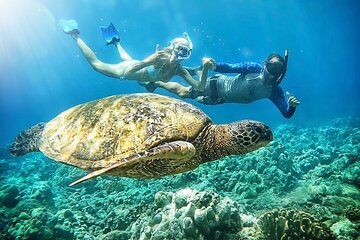 Marine Biologist Guided Snorkel Tour from Shore with Photos - South Lahaina