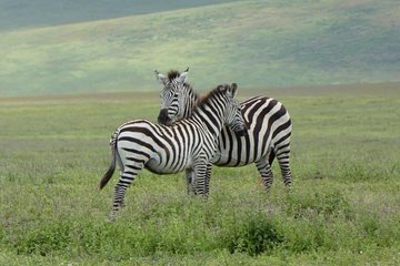 Exclusive Safaris in Africa's Finest Wildlife Areas. 5 days Tanzania