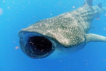 Save 20.00%! Adventure and Snorkel with the Whale Shark from Puerto Morelos