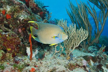 Reef Snorkeling Experience in Playa del Carmen