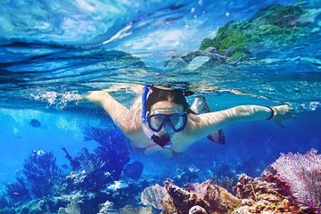 Catalina Island Tour - the Best Snorkelling Experience