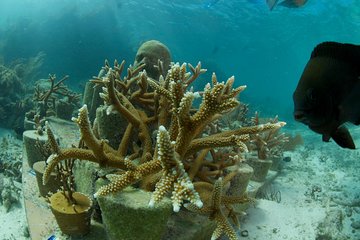 UNDER WATER MUSEUM CANCUN Snorkel in Punta Nizuc - Experience with Ticket