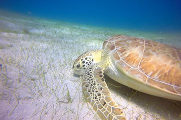 Private Full Day Snorkeling Trip for Cruise Ship Guests