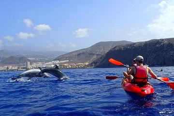 Kayaking, Snorkeling & Swimming with Dolphins and Watching
