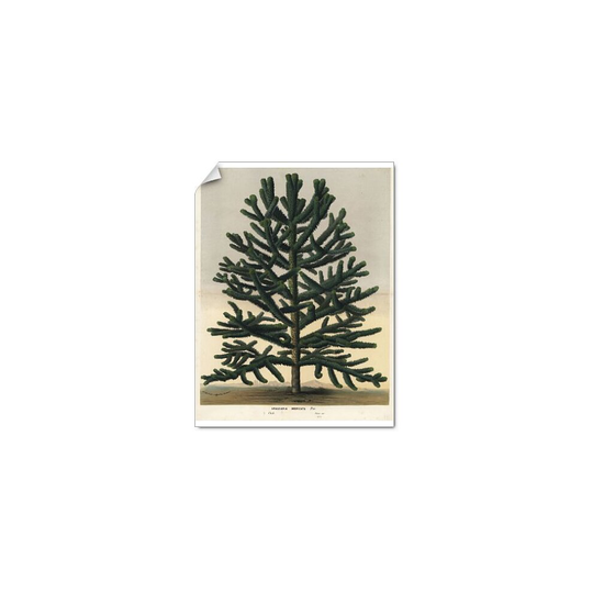 (16x12 (41x30cm)) Monkey puzzle tree, Araucaria araucana. Endangered (Photographic Print)