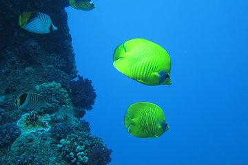 Full day snorkeling from the boat