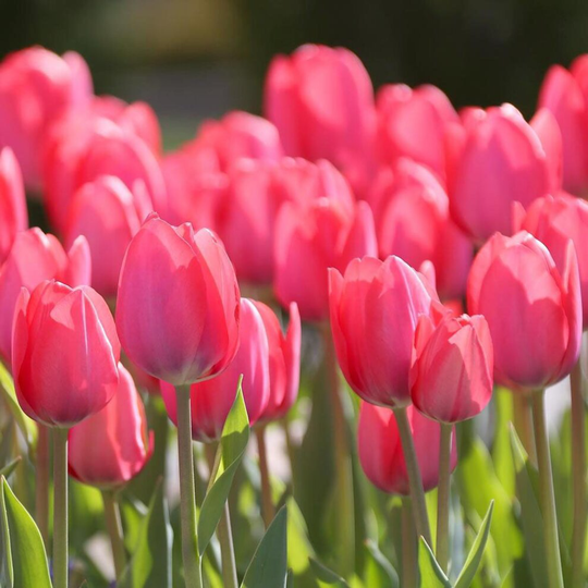 (30) VAN EIJK DARWIN HYBRID TULIPS