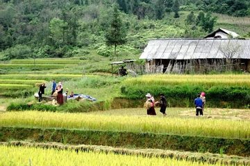 Sapa Tour : 3 Days / 2 Nights(1 night in Ta Van village, 1 night in hotel)