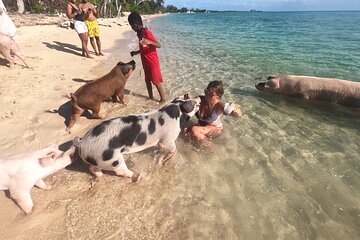 Swimming Pigs Ultimate Tour Snorkeling/Light Lunch Included Shared