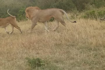 4 days Maasi mara-Nakuru National park budget camping safari