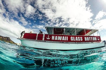 Morning Wildlife Cruise in Waikiki, Oahu