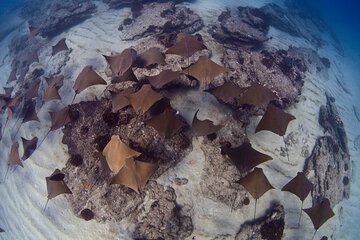 Private Snorkeling Tour - San Jose del Cabo