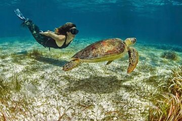 Snorkeling tour by boat amazing excursion to the turtle area Free transportation