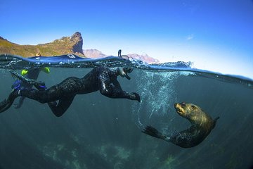 V&A Waterfront Seal Snorkeling