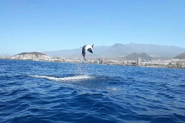 Tenerife Turtles by Kayak and Snorkeling Adventure