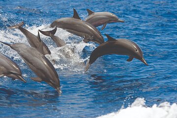 Sailing and Snorkeling Experience in Kona with Lunch