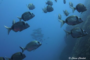 Snorkeling in the Marine Protected Area of Capo Carbonara