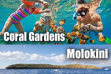 From Ma'alaea Harbor, Maui: Afternoon (PM) Snorkel Aboard Malolo