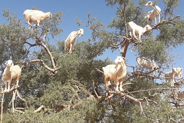 Private Group tour to Essaouira from Marrakech
